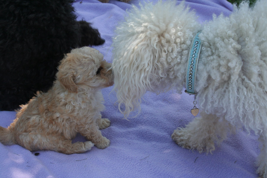 Welpen 9 6 14 (25) Kopie